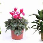 Vivero